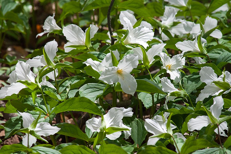 Trilliums in the Woods